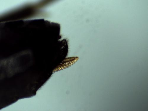 Réf. 310 250 : Allantus melanarius